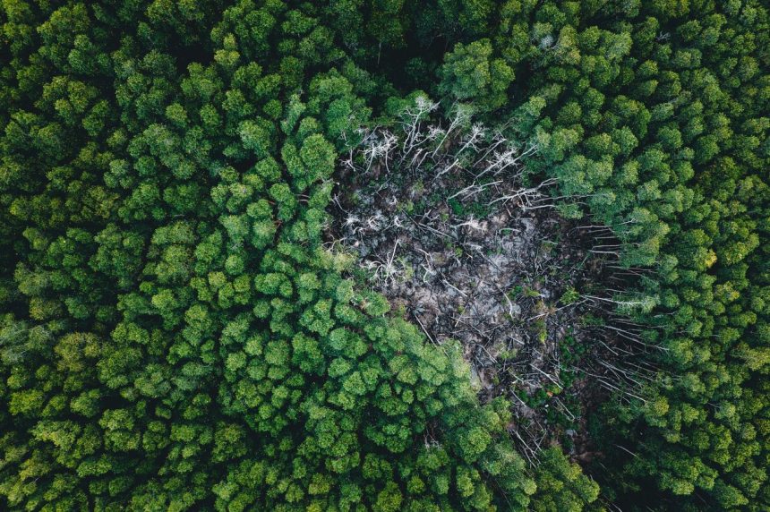 Vista aérea de uma floresta cercada por uma área claramente desmatada.